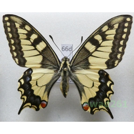 Papilio machaon Linnaeus, 1758 Czech 65mm66d